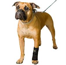 Dog wearing CarpoFlex-X support on left front leg
