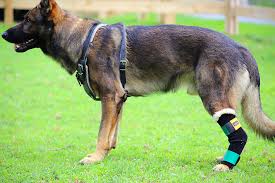 GSD wearing a custom tarsal support from Thera-Paw on his left hind leg