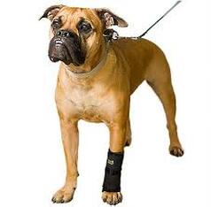 Dog wearing Carpo-Flex-X carpal support