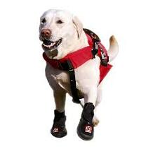 Labrador running in Thera-Paw boots