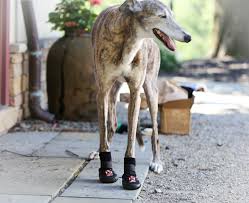 Greyhound wearing Thera-Paw boots