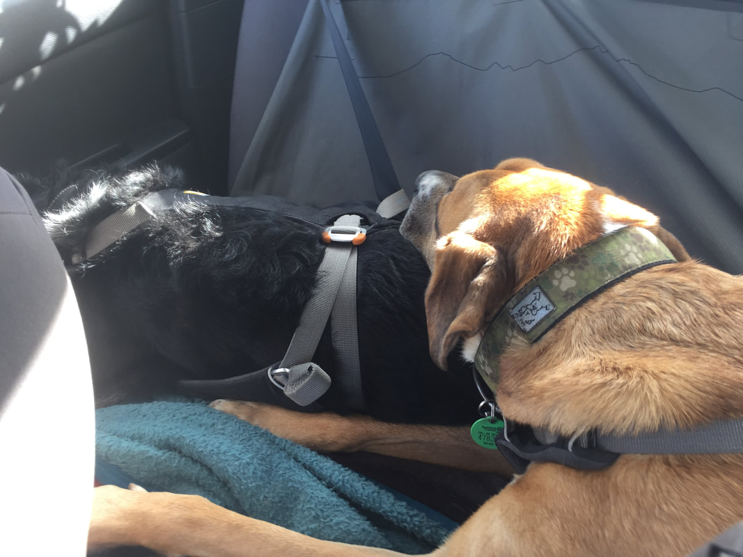 They still snuggle in their seatbelts. Too cute! 
