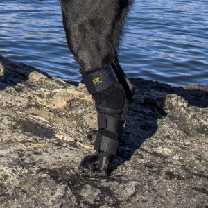 Tarso-Flex-X being worn by a black dog on their left hind leg