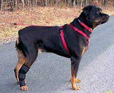 Rottweiler wearing a Tarso-Flex-X on their right hind leg