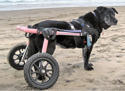 Dog wearing the pink wheelchair