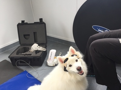 JJ, a Japanese Spitz, is wearing his special glasses to protect his eyes during laser treatment. 