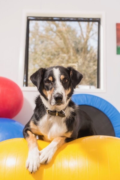 Poppy, a heading dog X, posing for a photo on a peanut ball. 