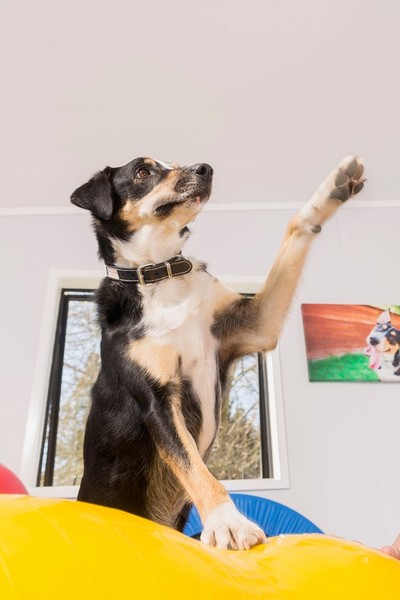 Poppy, a heading dog X, practices waving while front feet are up on a peanut ball for exercise. 