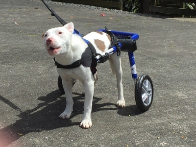 Tinkerbelle, a cross bred dog, barks happily while wearing her new wheelchair for the first time. 
